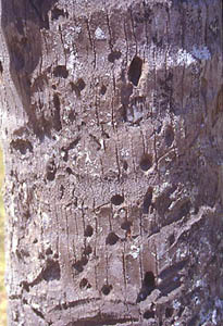 BulletHoleTreeMyLai.jpg (29633 bytes)